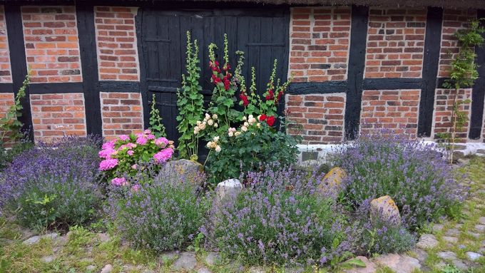 Rabatt med stockrosor, lavendel, hortensia och rosor på innergården